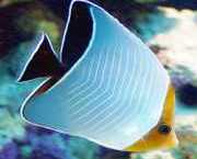 Chaetodon larvatus Pez de papilón enmascarado