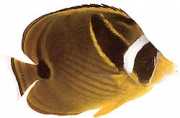 Chaetodon lunula Chétodon a rayas