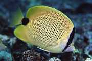Chaetodon miliaris Mechón de limón
