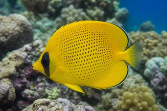 Chaetodon miliaris (Mechón de limón)