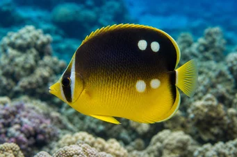 Chaetodon quadrimaculatus (Cuatro puntos)