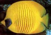 Chaetodon semilarvatus Pescado