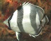 Chaetodon striatus Cebra o cruzado