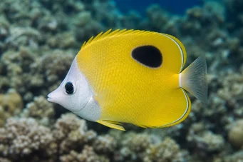 Chaetodon unimaculatus (Chétodon à Grand Ocelle)