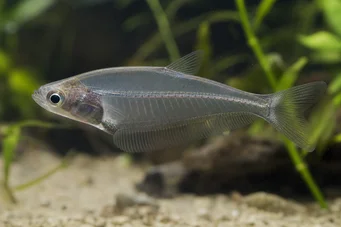 Chanda ranga (Pez vidrio)
