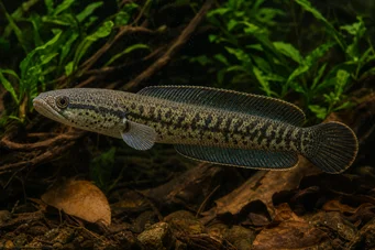 Channa asiatica (Channa asiática)