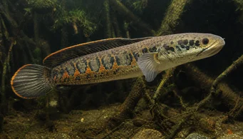 Channa micropeltes (Cabeza de serpiente)