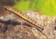 Characidium brevirostre Characidium corta