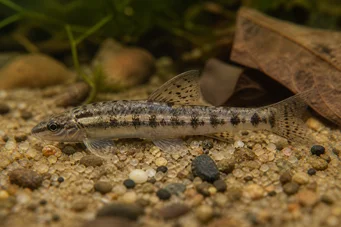 Characidium brevirostre (Characidium corta)