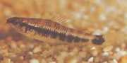 Characidium fasciatum Characidium fascinado