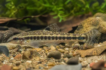 Characidium fasciatum (Characidium fascinado)
