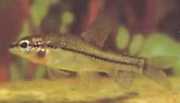 Characidium rachovii Rachov tetra-plier
