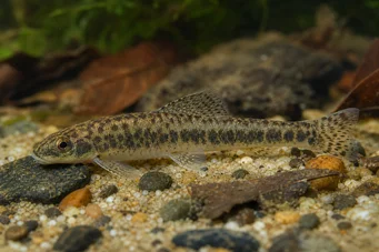 Characidium rachovii (Rachov tetra-plier)