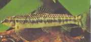 Characidium sp. aff. fasciatum Río Negro Tetrager
