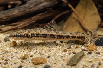 Characidium sp. aff. fasciatum (Río Negro Tetrager)