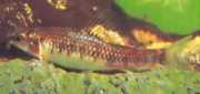 Characidium sp. C. purpuratum Characidium sp. C. Pérpratum