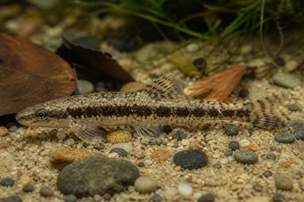 Characidium steindachneri (Tetrager manchado)
