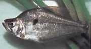 Charax pauciradiatus Cynocephalus Charax