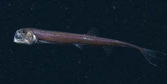 Chauliodus sloani (Víbora naval)