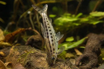 Chilodus punctatus (Al revés)