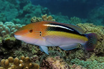 Choerodon sp (Lazo)