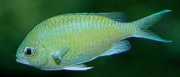 Chromis caerulea Chromis verde
