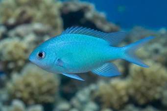 Chromis caerulea Chromis verde