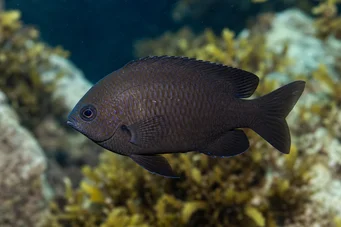 Chromis chromis Castaña
