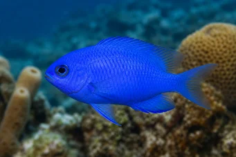 Chromis cyanea Dama azul