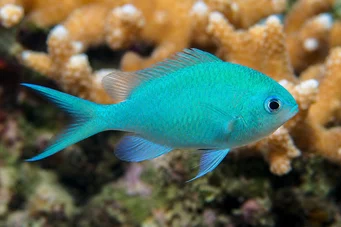 Chromis viridis Castagnole verde