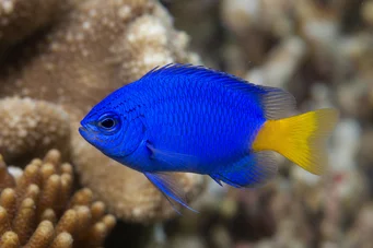 Chrysiptera parasema Dama azul con cola amarilla