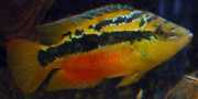 Cichlasoma salvini Salviní