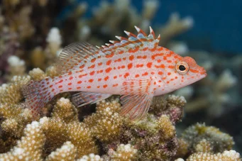 Cirrhitichthys oxycephalus (Esponjoso)