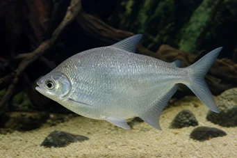 Citharinus citharus (Mierda de espalda)