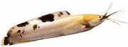 Clarias batrachus Rana singat