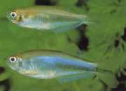 Coelurichthys microlepis Tetra Crutor con pequeñas escamas, Barberos