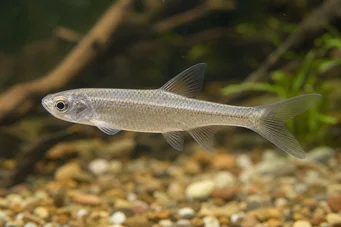 Coelurichthys microlepis (Tetra Crutor con pequeñas escamas, Barberos)