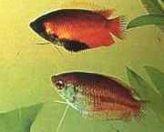 Colisa chuna Paquetes de chuna