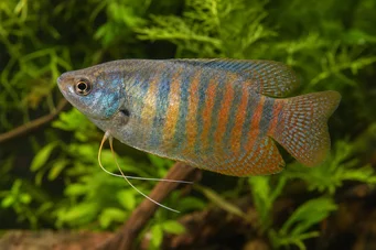 Colisa fasciata (Paquete gigante)
