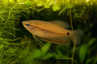 Colisa sota (Gourami de miel)