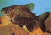 Colossoma macropomum Black Pacou, Giant Pacou, Gamitana
