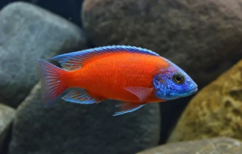 Copadichromis borleyi kadango (Copadicto Borleyi Kadango)