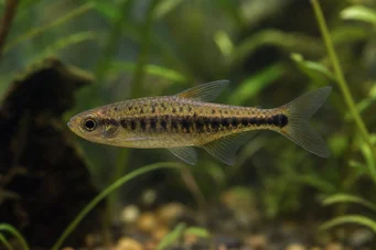 Copeina guttata (Copéina enrojecida)