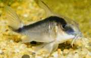 Corydoras arcuatus Corydoras arqueadas