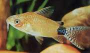 Corydoras guapore Corydoras du Rio Guaporé