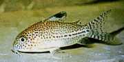 Corydoras julii Leopardo de Corydoras
