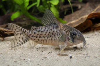 Corydoras latus (Corydoras con reflexión)