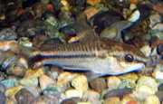 Corydoras pygmaeus Pigmy corydoras