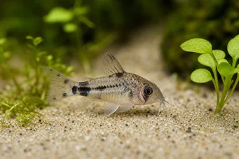 Corydoras pygmaeus (Pigmy corydoras)