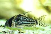 Corydoras schwartzi Corydoras con cinco bandas